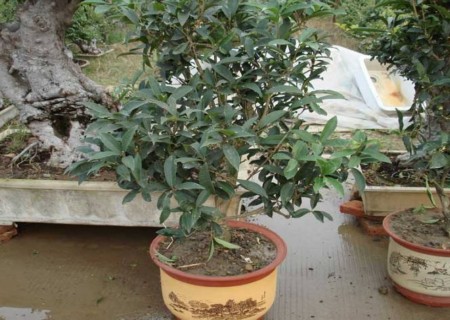 四季桂花树种植技术