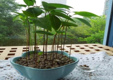 盆栽香樟树栽植技术