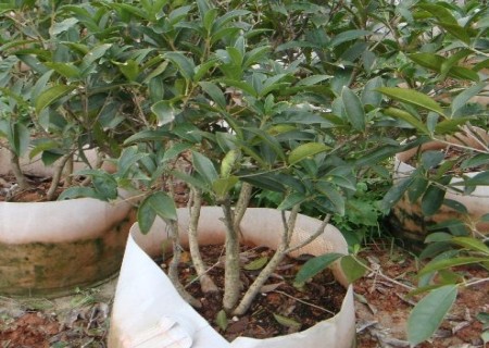 香樟树种植技术