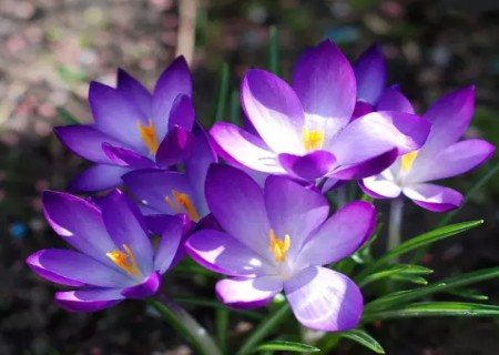 盆栽番红花种球种植方法图解5