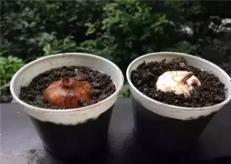 盆栽番红花种球种植方法图解3