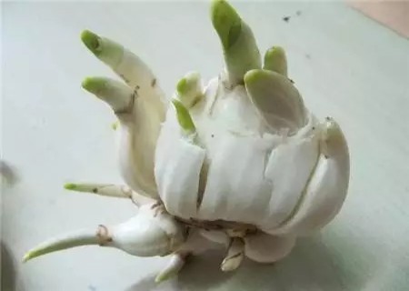 盆栽水仙花种球种植方法2