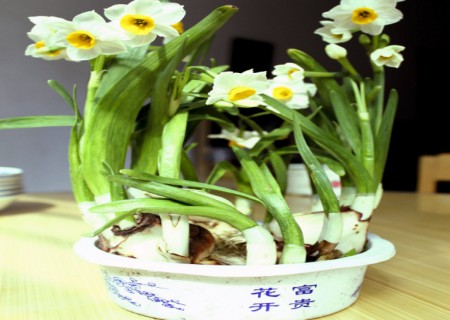 盆栽水仙花种球种植方法1