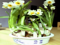 盆栽水仙花种球种植方法