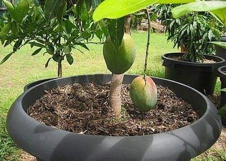菠萝蜜的核盆栽步骤4