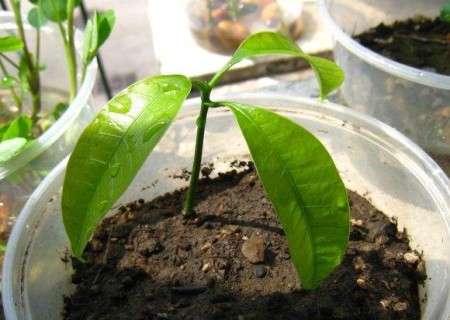 菠萝蜜的核盆栽步骤3