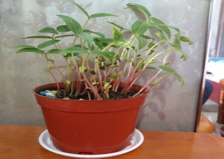 绿豆苗盆栽种植方法1