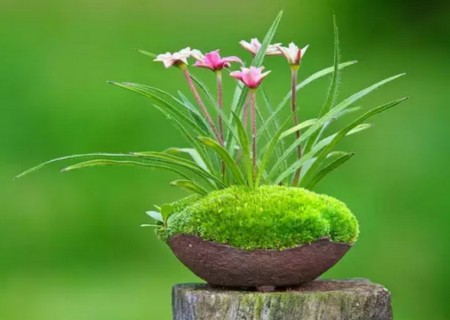 小草盆栽种植方法