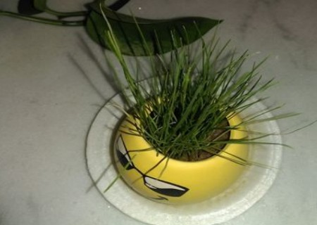 小草盆栽种植方法6