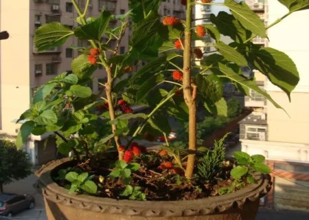 桑葚盆栽种植方法1