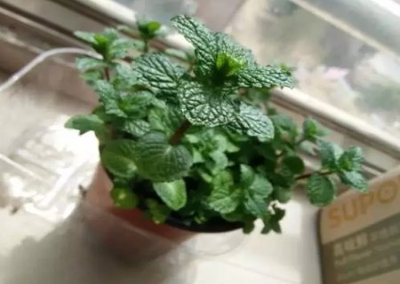 盆栽薄荷栽培技术