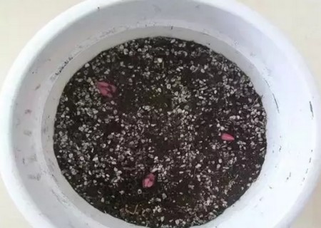 百合花球茎怎么种8