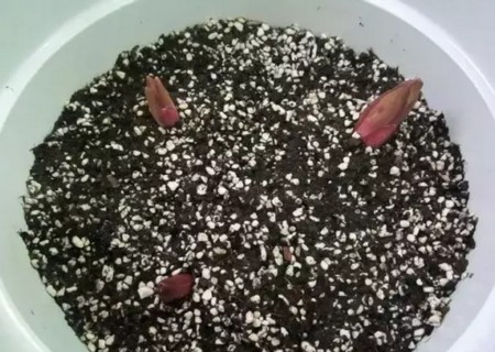 百合花球茎怎么种10