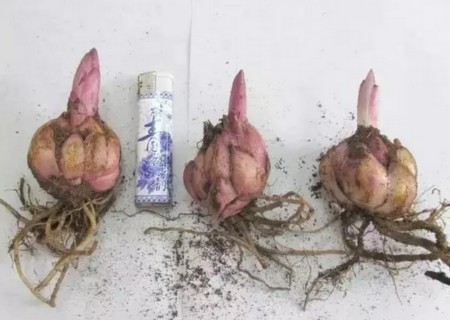 百合花球茎怎么种1