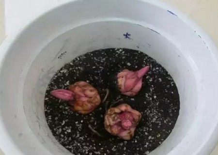 百合花球茎怎么种7