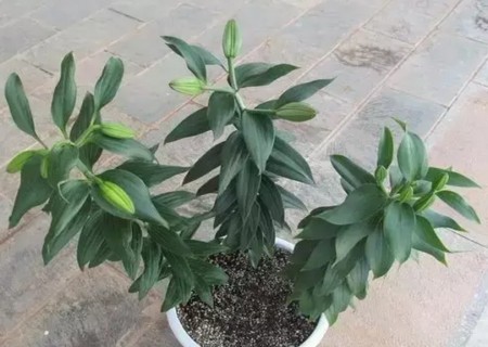 百合花球茎怎么种