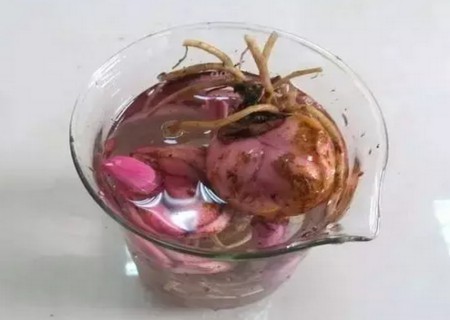百合花球茎怎么种3