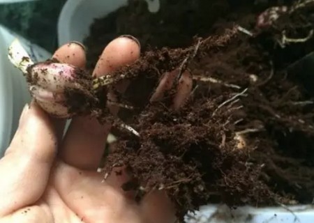 盆栽百合花种植方法4