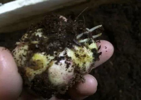 盆栽百合花种植方法2
