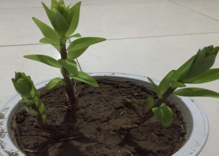 盆栽百合花种植方法
