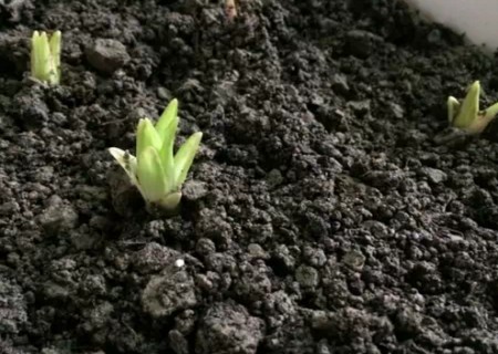 盆栽百合花种植方法