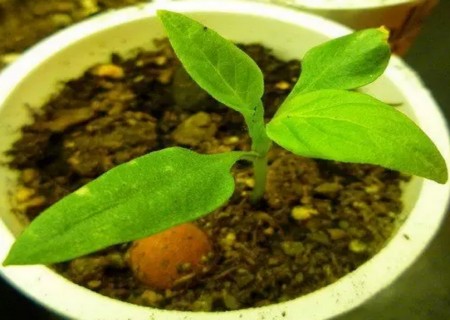阳台盆栽辣椒的种植方法