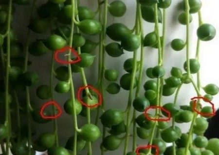 多肉佛珠栽培种植方法图解2