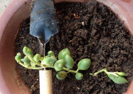 多肉佛珠栽培种植方法图解1