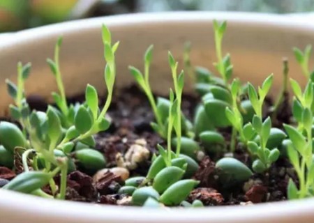 多肉佛珠栽培种植方法图解3