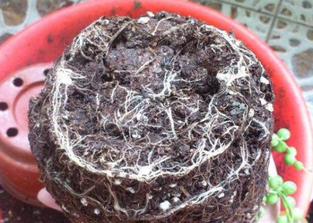 多肉佛珠栽培种植方法图解6