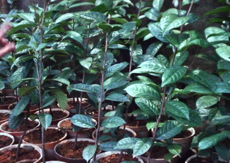 茶花苗种植技术、盆栽方法