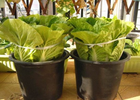 盆栽大白菜阳台种植方法