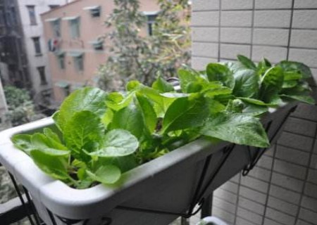 阳台盆栽小白菜种植技术