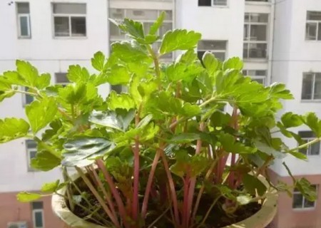 阳台怎样种芹菜