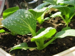 盆栽小白菜方法