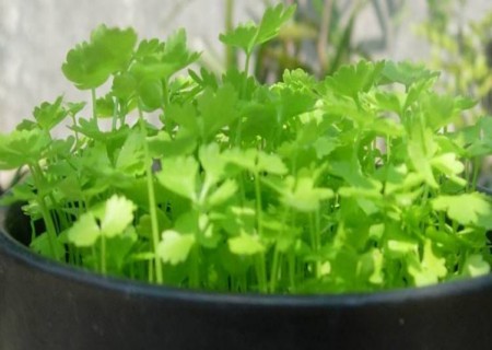 阳台芹菜种植技术