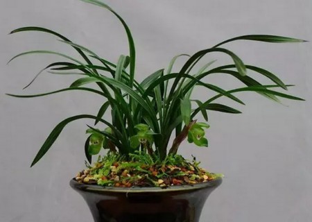 盆栽兰花栽培技术