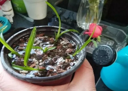 盆栽兰花栽培技术5