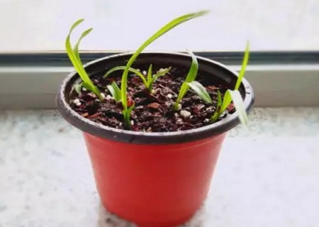 盆栽兰花栽培技术7