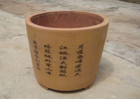 清香木老桩怎样栽培5