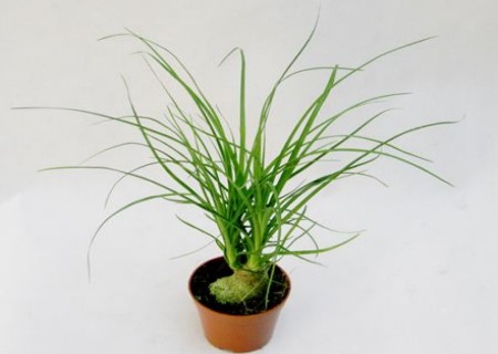 盆栽酒瓶兰的种植方法