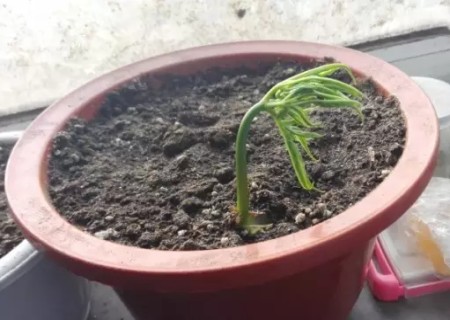 盆栽人参的方法4