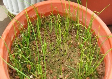 盆栽香葱的种植方法3