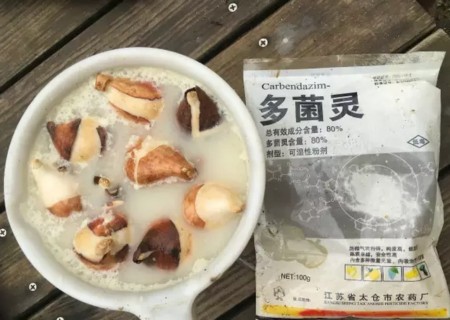 郁金香的盆栽方法2