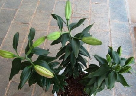 盆栽百合的种植方法/步骤1