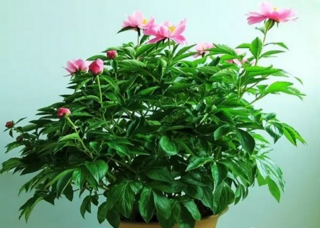 芍药盆栽种植方法