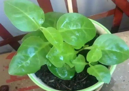 藤三七盆栽技术5