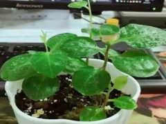 藤三七盆栽技术