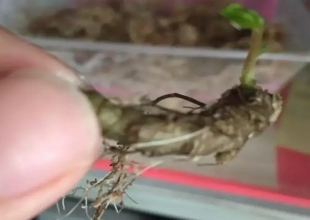 藤三七盆栽技术2