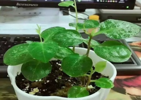藤三七盆栽技术
